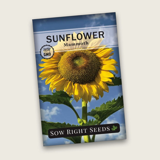 Sunflower Seeds for Sunflower Experiment