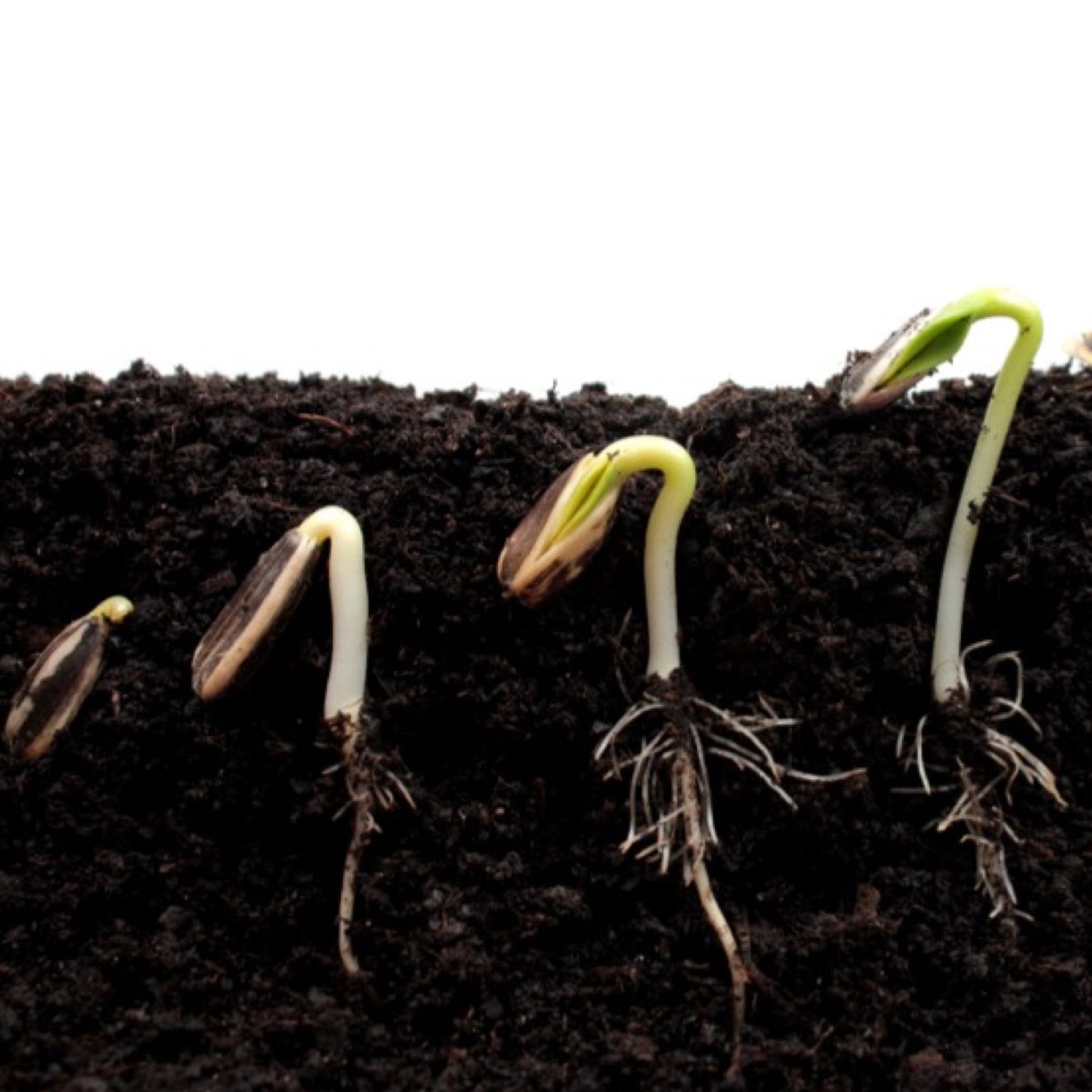 Potato Power & Seed Science Kit